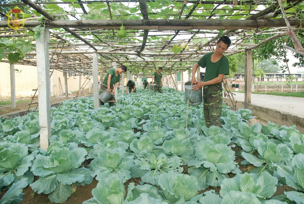 Hiệu quả từ những mô hình chăn nuôi