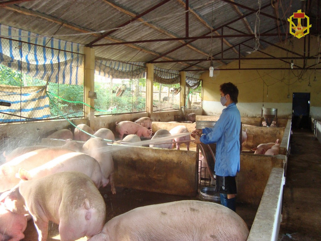 Tăng gia chăn nuôi gia súc tại Kho Khí tài 61