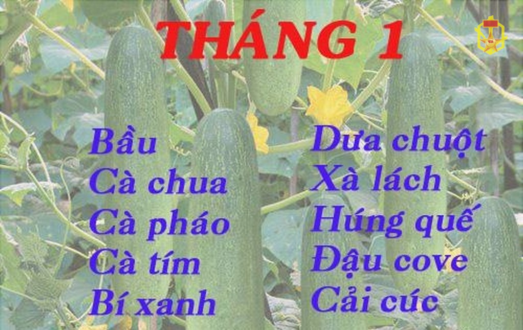 Những điều cần biết về trồng, chăm sóc rau xanh các tháng trong năm
